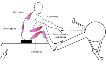 rowing machine body does muscles worked quadriceps rhomboids drive hamstrings erector spinae muscle