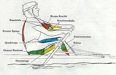 Rowing Machine Muscles Used Drive Body Swing