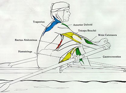 Rowing Machine Muslces Used Recovery