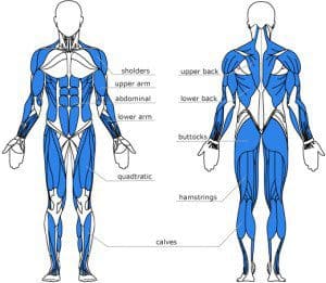 Rowing Machine Muscles Used
