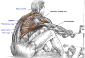 Rowing Shoulder Muscles