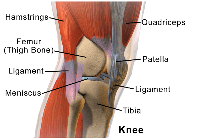 Human Knee ligaments locations